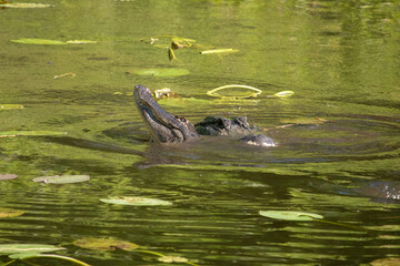 Alligator Mating in Six Mile Cypress Slough Preserve, Florida