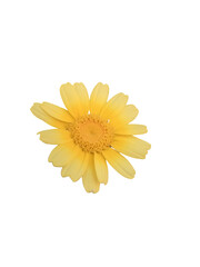 Yellow daisy flower petals isolated on a transparent background bloom