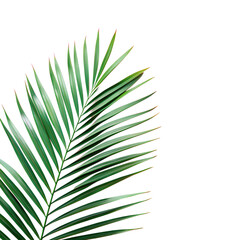 Fototapeta premium Single Banana Leaf, Food Concept, banana leaf, green banana leaf top view – traditional serving base, Palm leaf flat lay, Long green palm leaf on pale