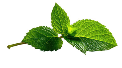 Fresh Green Mint Sprig on Transparent Background ©  PiXivio