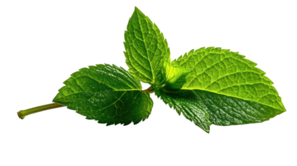 Fresh Green Mint Sprig on Transparent Background