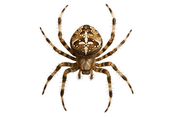 Obraz premium European garden spider isolated on transparent background