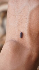 Fototapeta premium woodlice crawling onto human hands