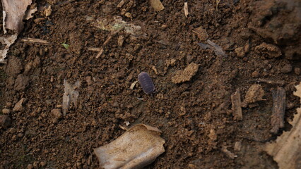 woodlice crawling on the ground