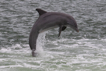 Bottlenose Dolphin Leaping Out of the Water in the Everglades, Florida