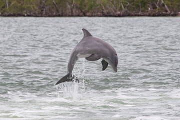 Bottlenose Dolphin Leaping Out of the Water in the Everglades, Florida
