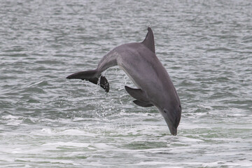 Bottlenose Dolphin Leaping Out of the Water in the Everglades, Florida