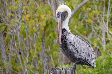 Brown Pelican in the Mangroves During Everglades Airboat Tour, Florida