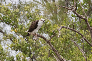 Osprey Perched in the Trees During Everglades Airboat Tour, Florida