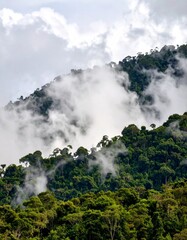Mystic cloud formation rainforest during monsoon wet season with treetops sticking out of abundant woods on a mountain slope.