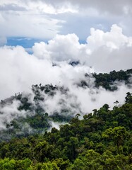 Mystic cloud formation rainforest during monsoon wet season with treetops sticking out of abundant woods on a mountain slope.