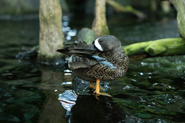 Blue-winged Teal Preening in Shallow Waters of a Florida Wetland