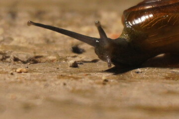  Snails are soft-bodied gastropod mollusks with coiled shells, known for slow movement, moisture-loving habitat, and diverse global species.