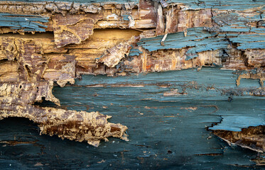 A termite attack in an abandoned house. Eaten wooden doors show termite damage. Termites colonies...