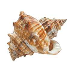 Obraz premium Close-up of a spiral seashell, tan and beige, intricate patterns