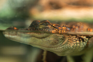 Juvenile Alligator Resting in Water &ndash; Close-Up View