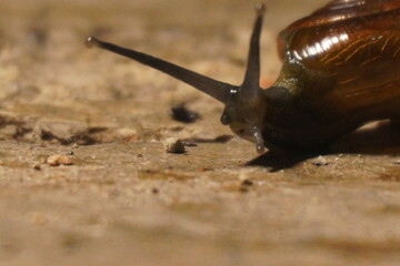 Snails are soft-bodied gastropod mollusks with coiled shells, known for slow movement,...