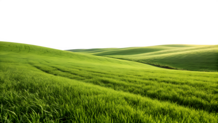 Rolling green hills of lush grass bathed in soft morning sunlight