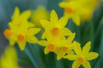 Narcissus flower in bloom. Spring flowers background. Narcissus blossoms. Narcissus flowers in a garden. Close-up of a blooming narcissus. Blossoms spring background.