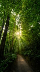 Obraz premium sun rays through the forest