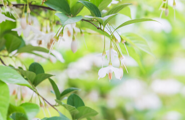 The Japanese snowbell flower hangs delicately from thin branches, resembling tiny white bells....