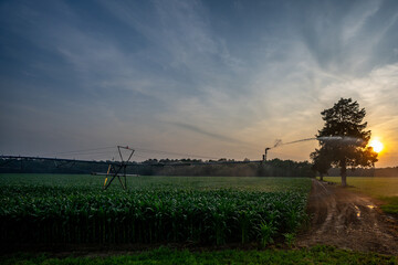Farming and watering concept. Farm field view with sprinkler irrigation system. Spraying corn crops...