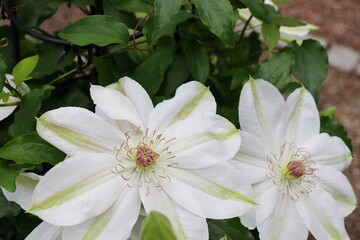 白に薄黄緑の筋の入るクレマチス　御来屋　ミクリヤ