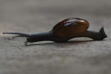 Snails are soft-bodied gastropod mollusks with coiled shells, known for slow movement, moisture-loving habitat, and diverse global species.	
