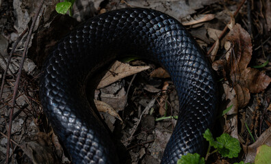 Fototapeta premium Detail of snakeskin scales. Macro close-up scaly snake skin. Snake scale pattern. Black snake scales. Leathery snake texture. Snakes scales detailed reptilian texture. Exotic reptilian background.