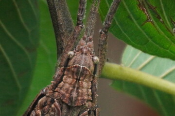 Stick insect is a master of camouflage, resembling twigs, known for its slow movement, herbivorous diet, and incredible natural disguise