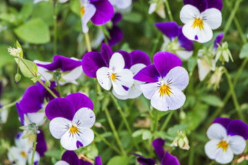 A viola pansy was found in an outdoor flower bed. viola tricolor, little pansy