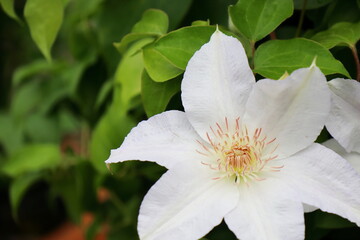 白色のクレマチス　バルゲダーム