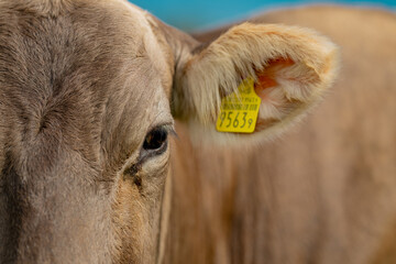 Cattle grazing in pasture. Herd of cattle. Livestock cow feeding on green grass. Grazing cow pasture on grassy field. Cattle on field. Grazing cow on village. Open pasture with cow. Cattle herd.
