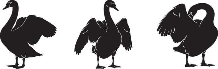 Three Black Swan Silhouettes Elegant Bird Poses Wings Spread Detailed Feathers.