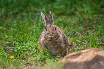 Wild rabbit front view with big eyes