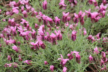 ピンク色のフレンチラベンダー　ラヴェアンナ・ピンクロリポップ