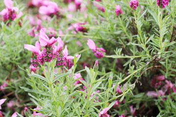 ピンク色のフレンチラベンダー　ラヴェアンナ・ピンクロリポップ