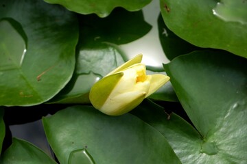 Close-up of a white lotus flower about to bloom in a pond.