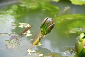 Close-up of a lotus flower about to bloom in a pond.
