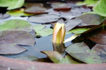 Close-up of a white lotus flower about to bloom in a pond.