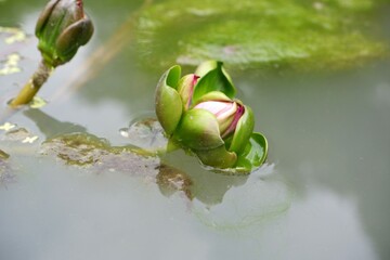 Close-up of a lotus flower about to bloom in a pond.