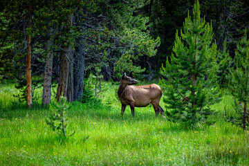 Wild Elk in Yellowstone National Park, Standing in a Green Forest Meadow