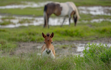 Foal in the grass. Wild horse with foal on the valley. Horse grazes under summer sun. Horses roam...