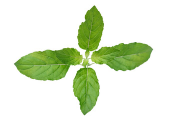 Obraz premium holy basil or Basil on white background
