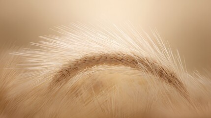Obraz premium Golden wheat spike close up beauty