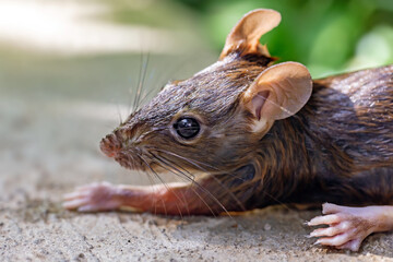 The mouse is soaked because it fell into the water.