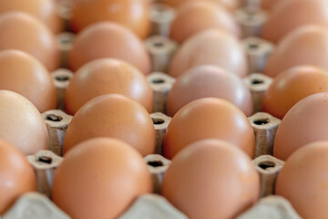 Chicken brown eggs on background