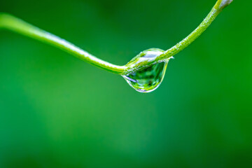 water drops on green leaf