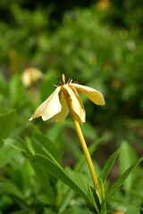 Obraz premium Close-up of yellow Kedah gardenia flower.