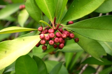 Fruits of Ardisia polycephala in the garden